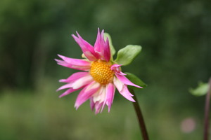 Dahlia Loroma dawn