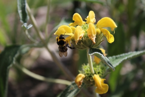 Les fleurs du jardin préférées des boudons