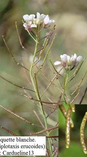 Roquette blanche (Diplotaxis erucoides)