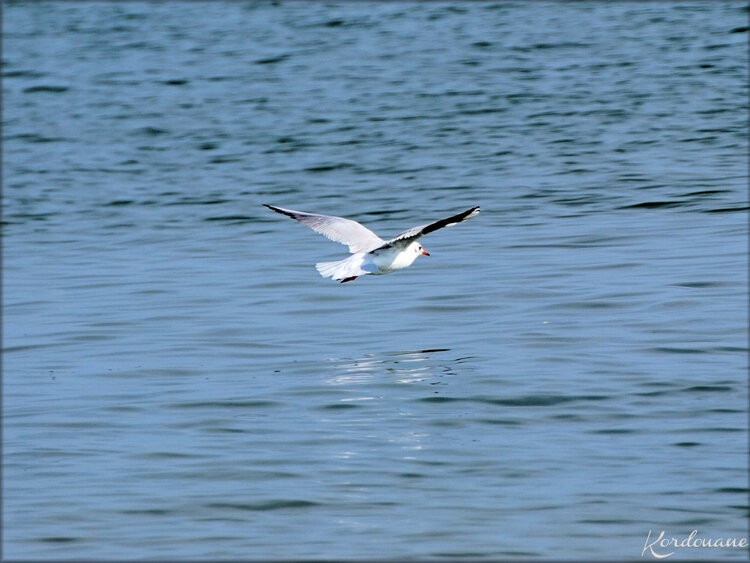 Oiseaux marins du Bassin d'Arcachon (Cap Ferret)