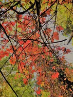 Les merveilleuses couleurs de l'automne