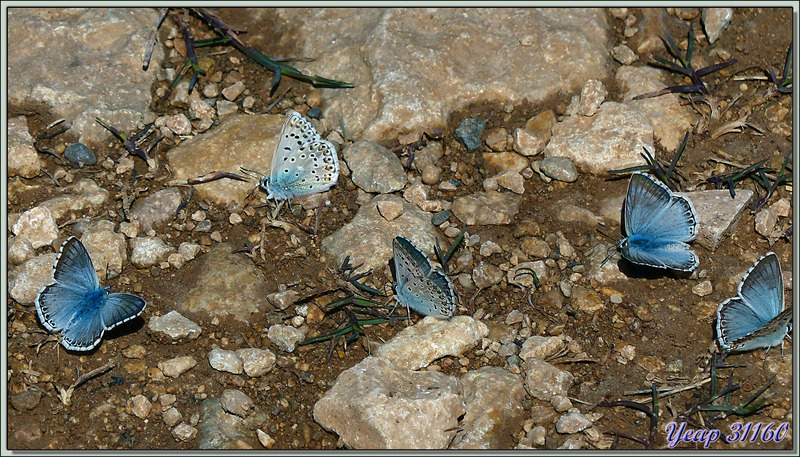 Randonnée au Congost de Mont-Rebei : rassemblement de papillons "Azuré bleu-nacré" (Polyommatus coridon) - Berge de la rivière Noguera Ribagorçana - Aragon/Catalogne - Espagne