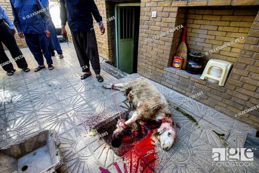 Stock Photo: Killing of sacred sheep called Qurbani for celebration Eid-e qorban in the house of Yazd in Iran.