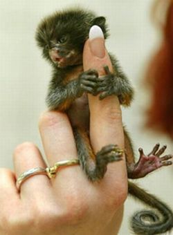 Finger Monkey - Un autre regard