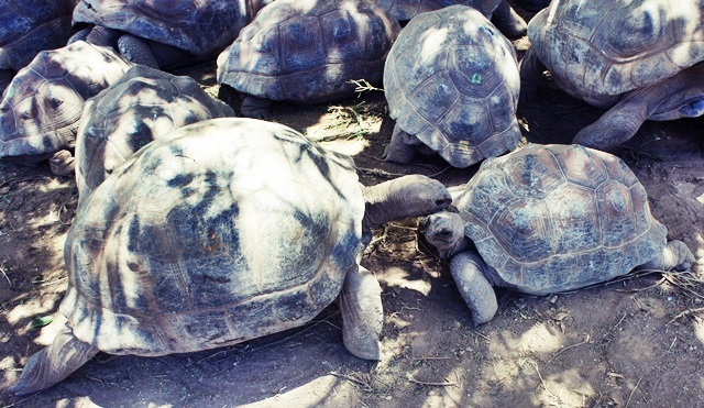 LES TORTUES DE RODRIGUES -