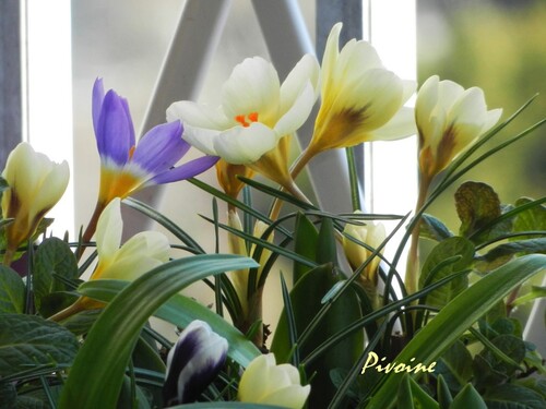 PROMENADE AU MILIEU DES CROCUS DE MON BALCON