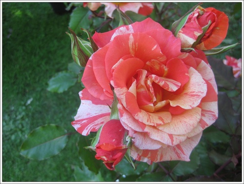Une rose au Jardin des Plantes de Rouen