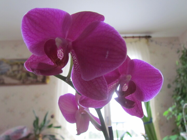  ORCHIDEE ET AMARYLLIS .