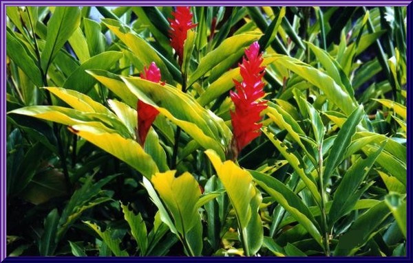 Alpinia