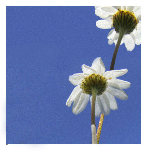 ciel bleu et marguerites