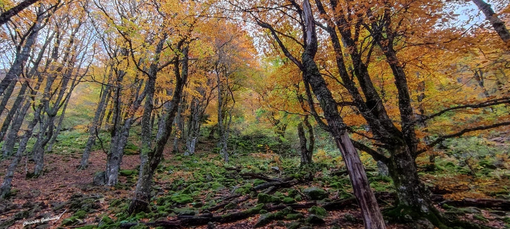 Couleurs d'automne (réserve naturelle de Chaudefour)