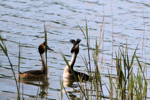 Grèbe Huppé (Great Crested Grebe)