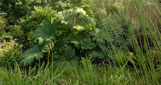 Jardin Les Hydrangea