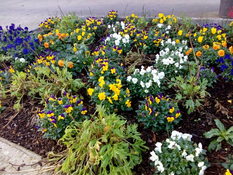 Toulenne (Gironde) ville fleurie