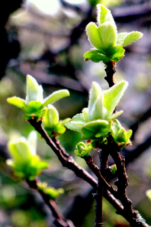 Les bourgeons s'ouvrent