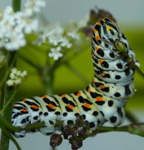 Repas de la chenille de Machaon