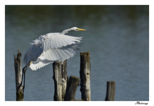 Grande Aigrette