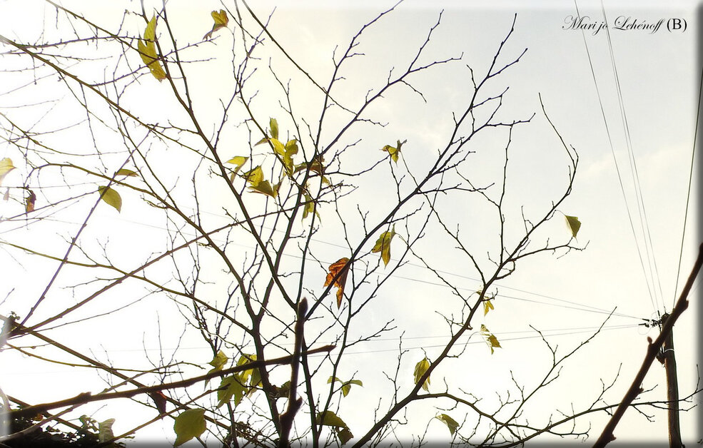 Sous le ciel blafard