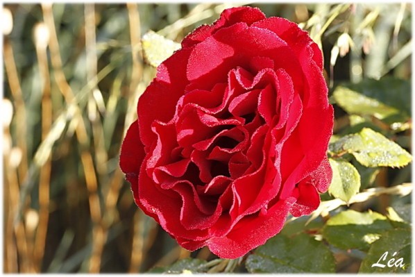 _MG_3133-rose-rosee.jpg