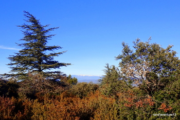 Forêt de Cèdres