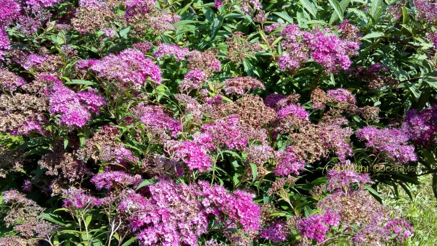 des plantes magnifiques dans mon jardin