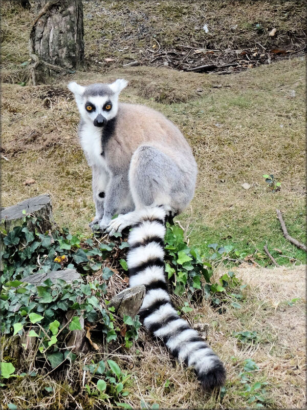 Photo de Vari Catta - Zoo de la Boissière du Doré