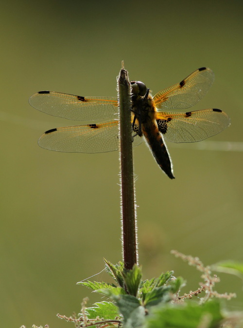 Libellula quadrimaculata