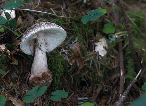 amanite rougissante - amanita rubescens - amanite vineuse ou golmote - comestible