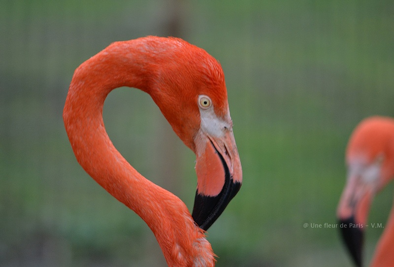 Ménagerie du Jardin des Plantes : Le flamant rouge