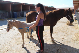 Laurène, Team LMs, équitation,  élevage des Réneries, Sologn' Pony, SHF, Jeunes Poneys, 