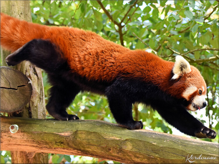 Photos Panda roux - Natur'Zoo de Mervent