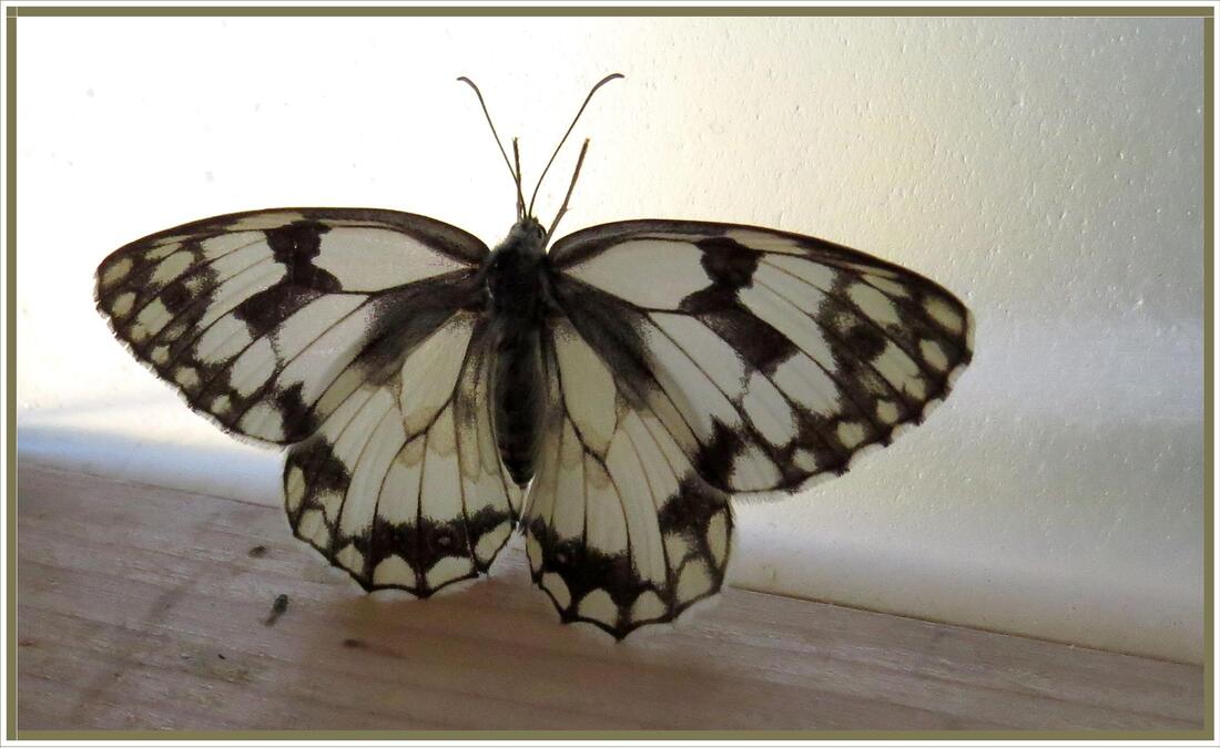 Papillon ?