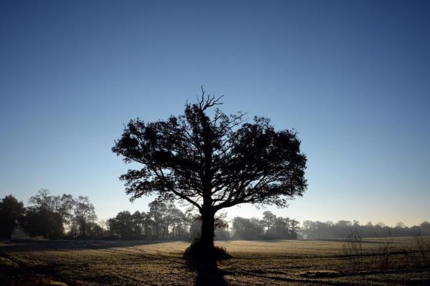Plus un arbre est vieux et gros, plus il absorbe du CO2