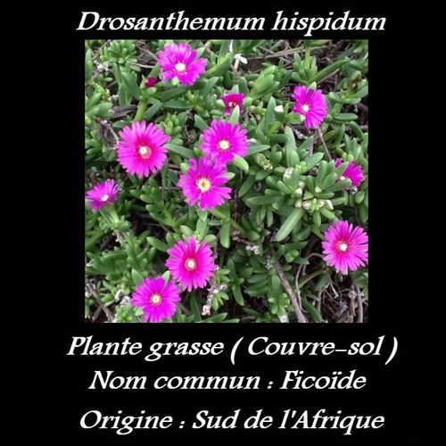 Drosanthemum hispidum 