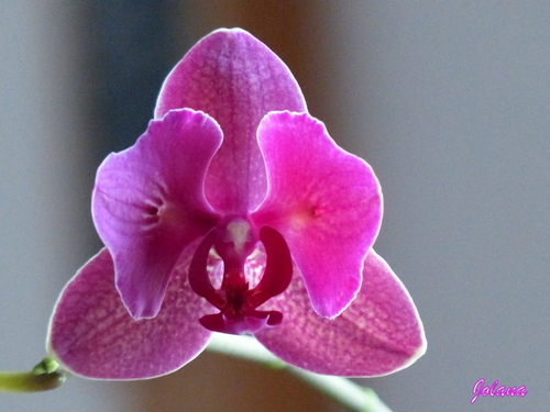 orchidée rose 