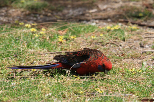 Perruche de Pennant (Crimson Rosella) Australie