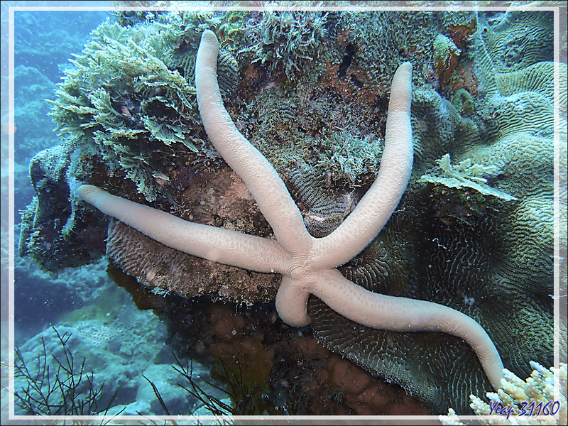 Etoile de mer comète, Etoile de mer jaune, Common comet star, Yellow starfish (Linckia guildingi) - Antsoha (Rocher 4ème Frère) - Tsarabanjina - Mitsio - Madagascar