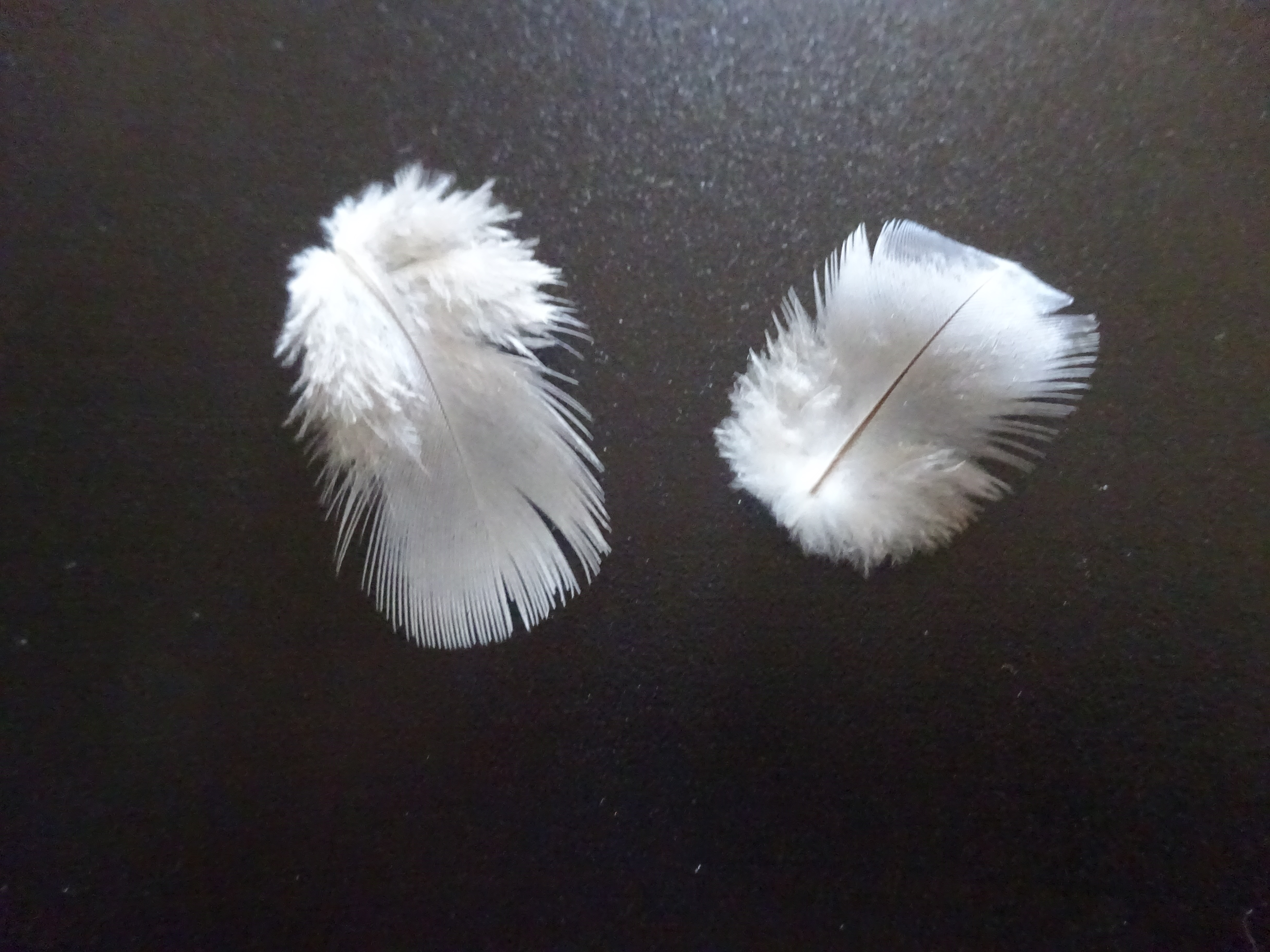 Deux petites plumes blanches 