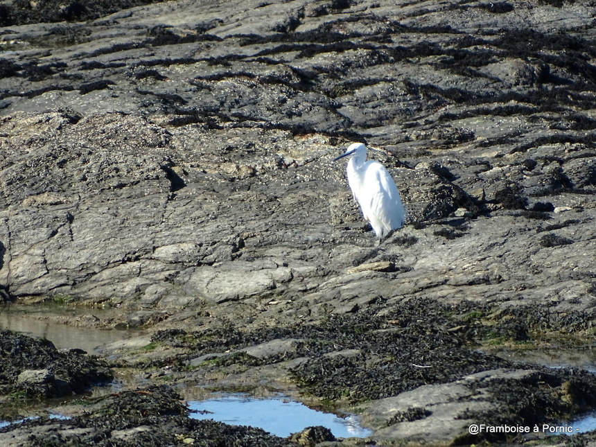 Les oiseaux de la Prée à la Plaine sur Mer - 44- Aigrette garzette