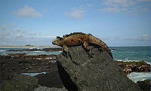 Eol-Galapagos-Iguane 432