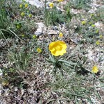 Renoncule à Feuilles de graminées- Ranunculus gramineus- Tuchan Avril 2018