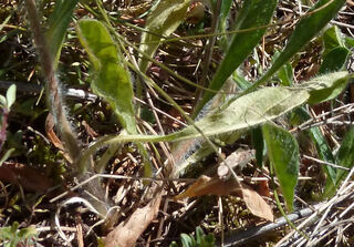 Convolvulus cantabrica - liseron cantabrique - liseron de Biscaye