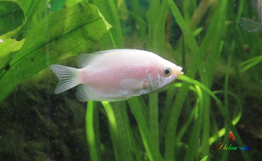 poissons d'aquarium de chez nos amis