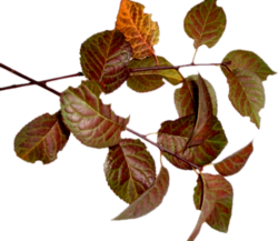 Branches avec feuilles sèches