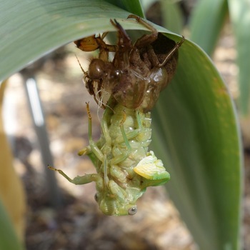 Apparition de l'insecte sous une feuille d'iris