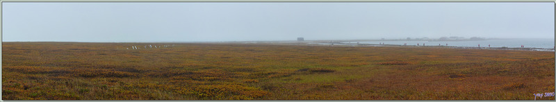 Marche dans la toundra embrumée - Herschel Island (Qikiqtaruk) - Yukon - Canada