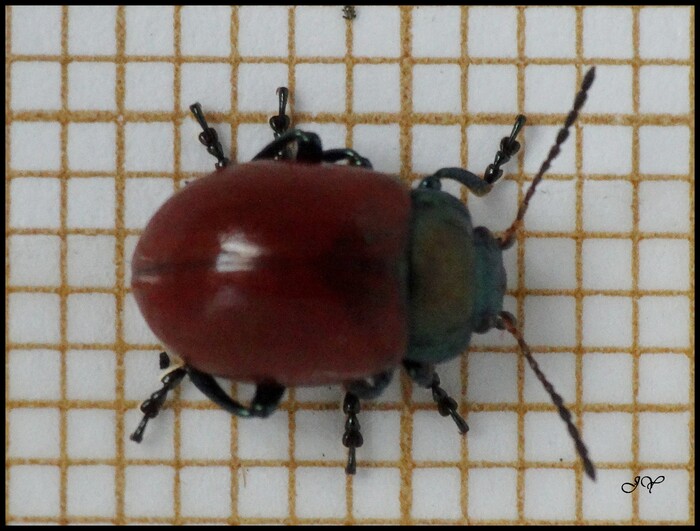 Chrysolina polita.