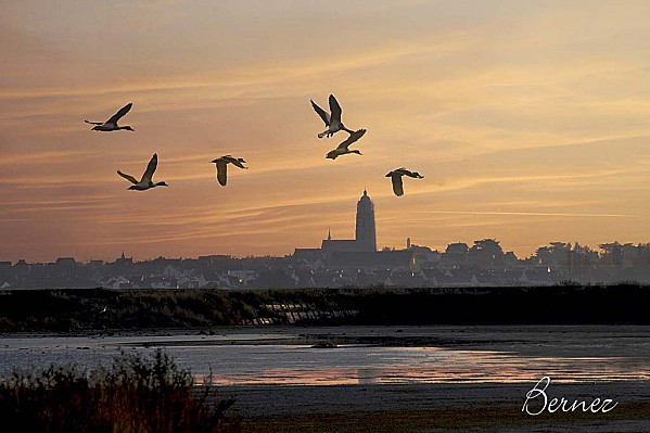 canard du soir 3