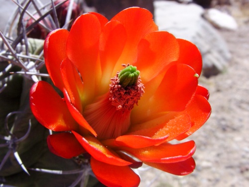 Fleurs de cactus au Nouveau Mexique