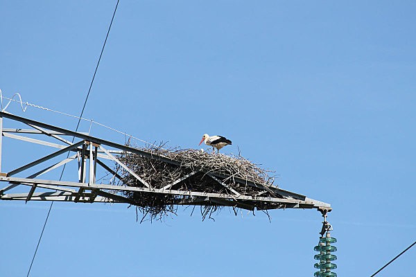 cigogne st agnant6